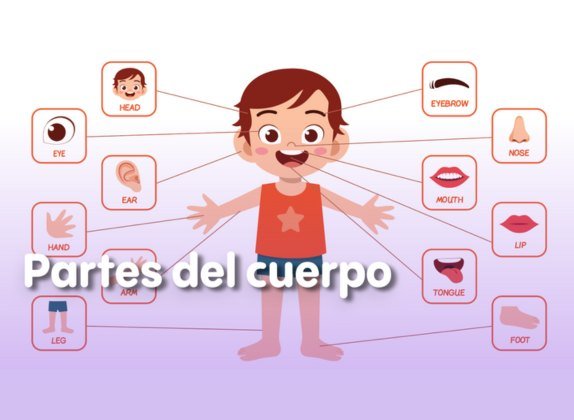 partes del cuerpo en inglés